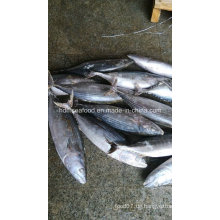 Ganze Runde IQF Gefrorene Meeresfrüchte Bonito Fisch (Sarda Orientalis)